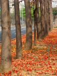 Tainan Autumn-8.jpg