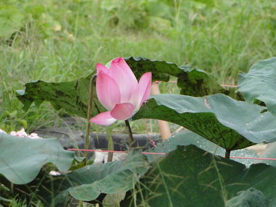 Baihe Lotus Flowers-42.JPG
