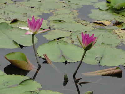 Baihe Lotus Flowers-54.JPG