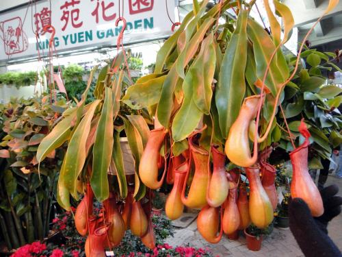 Flower market - Kowloon (14).JPG