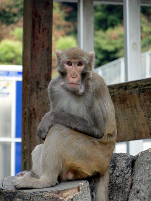 MacLehose trail section 6 - Monkeys (6).JPG