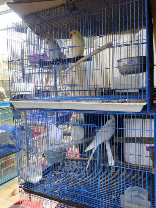 Bird market HK (4).JPG