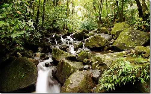 El Yunque Rain Forest-001
