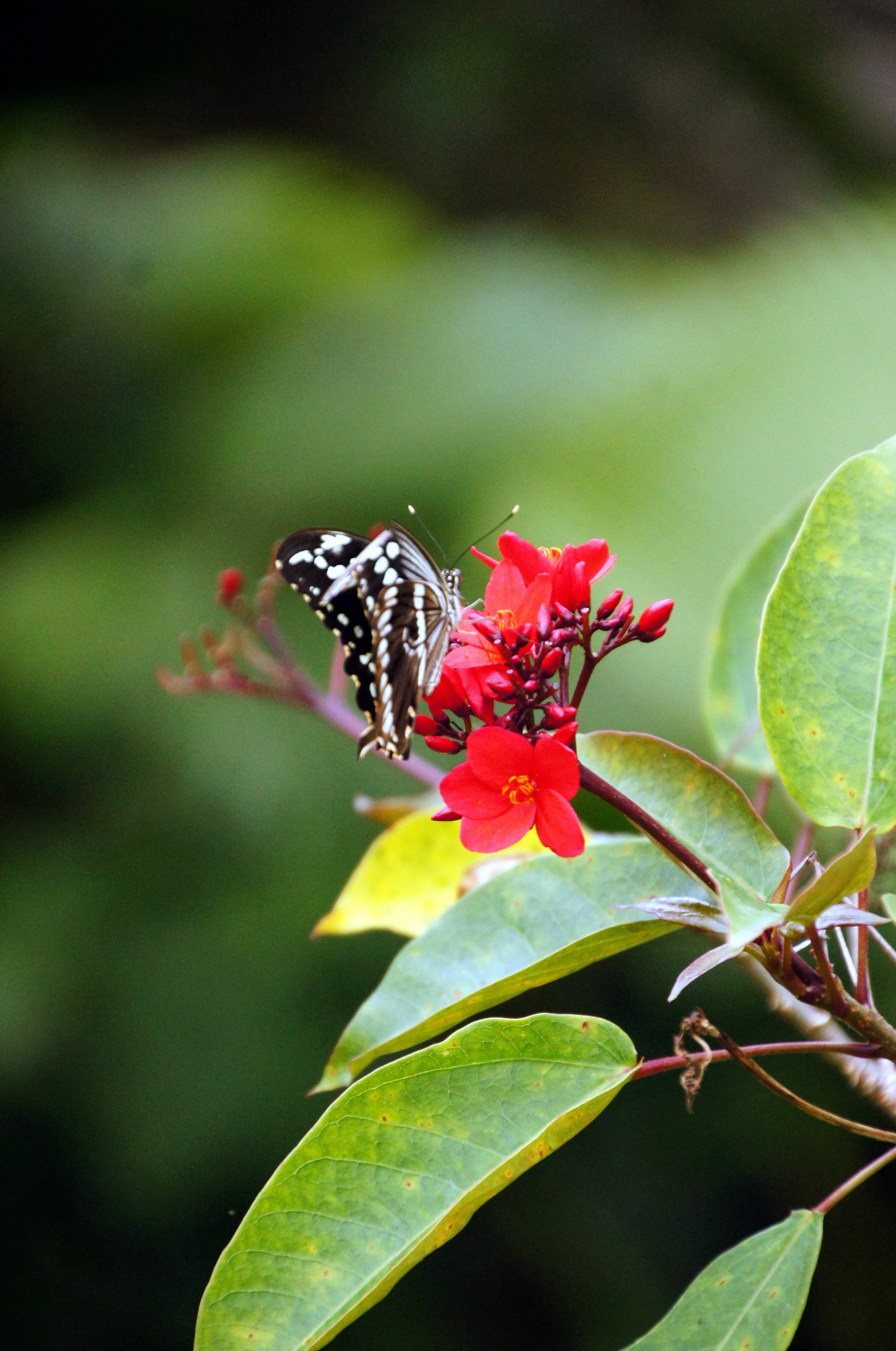 Butterflies at Fairchild Tropical Botanical Gardens : Miami | Visions