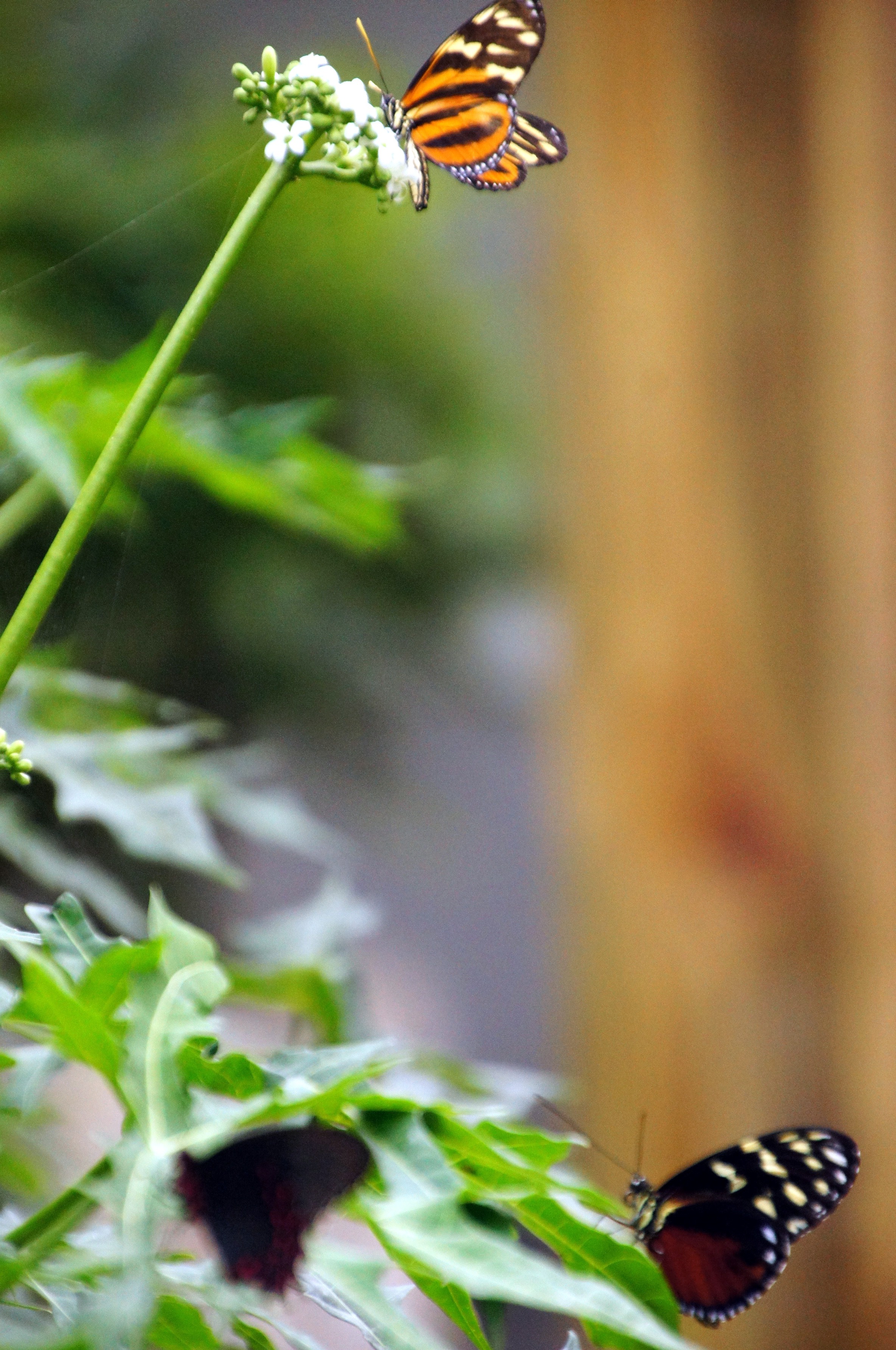 Butterflies at Fairchild Tropical Botanical Gardens : Miami | Visions