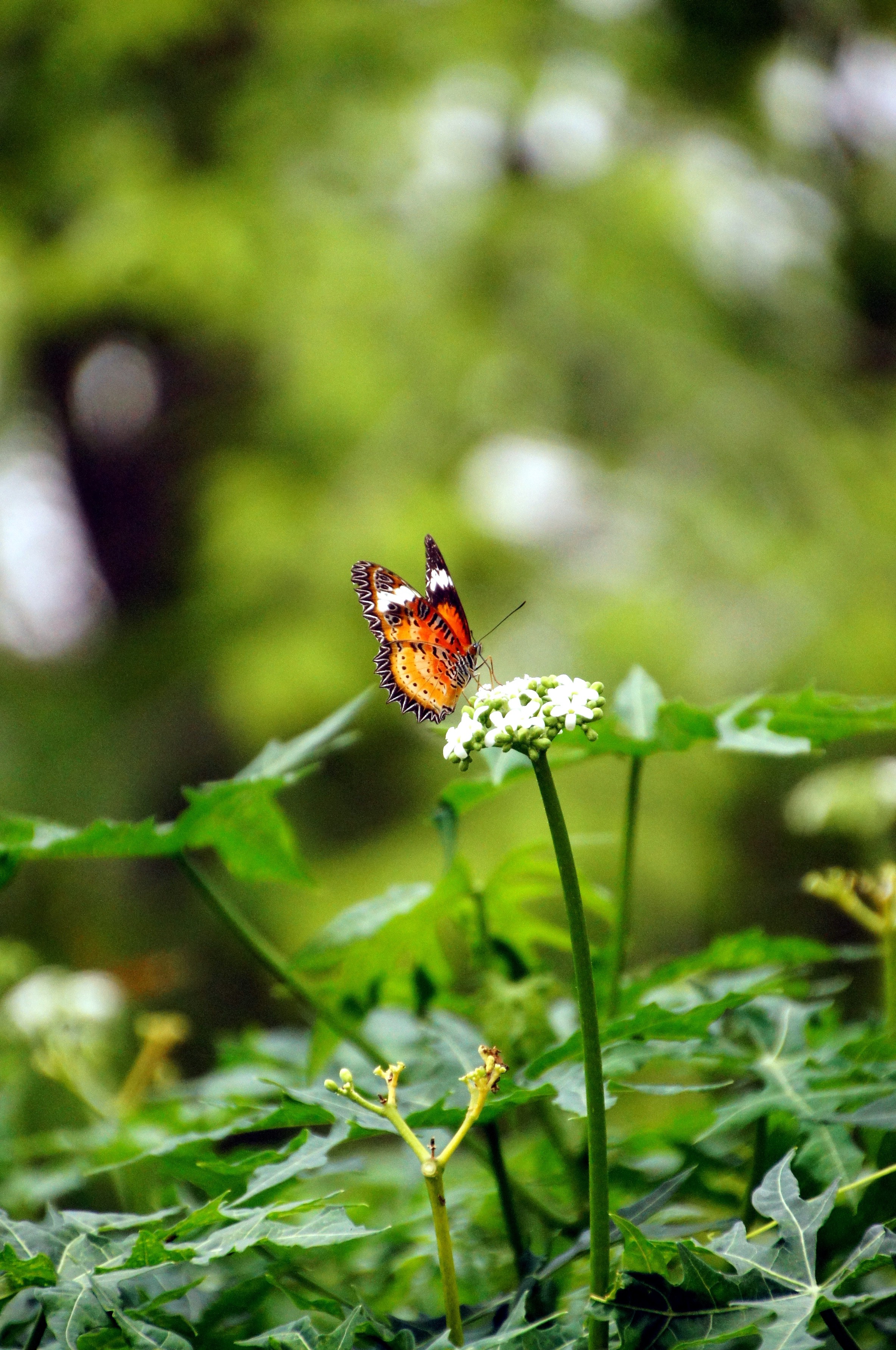 Butterflies at Fairchild Tropical Botanical Gardens : Miami | Visions