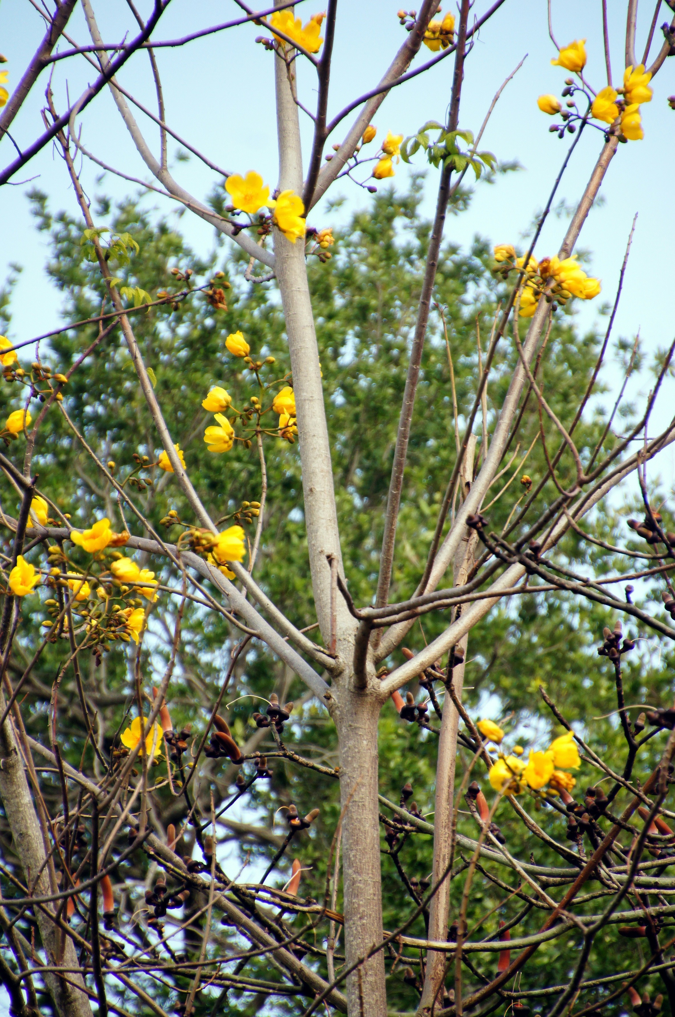 Cambridge Botanical Gardens >> Fairchild Tropical Botanical Gardens : Miami | Visions of Travel Cambridge Botanical Gardens >> Fairchild Tropical Botanical Gardens : Miami | Visions of Travel
