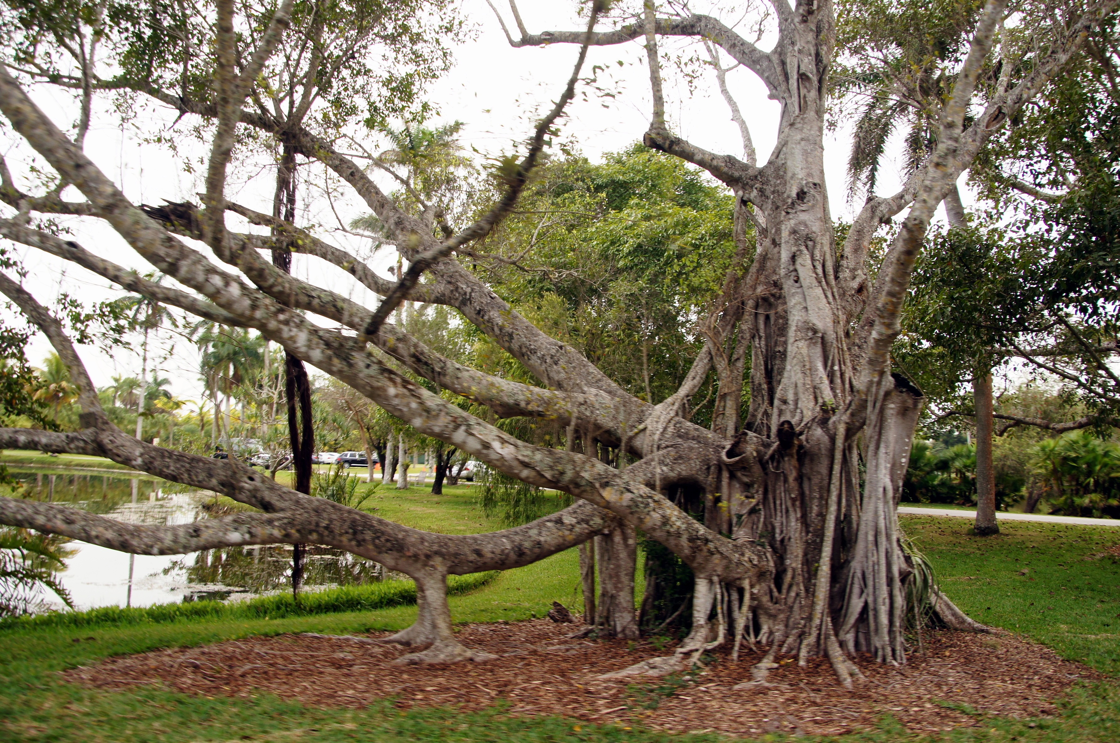 Cambridge Botanical Gardens >> Fairchild Tropical Botanical Gardens : Miami | Visions of Travel Cambridge Botanical Gardens >> Fairchild Tropical Botanical Gardens : Miami | Visions of Travel