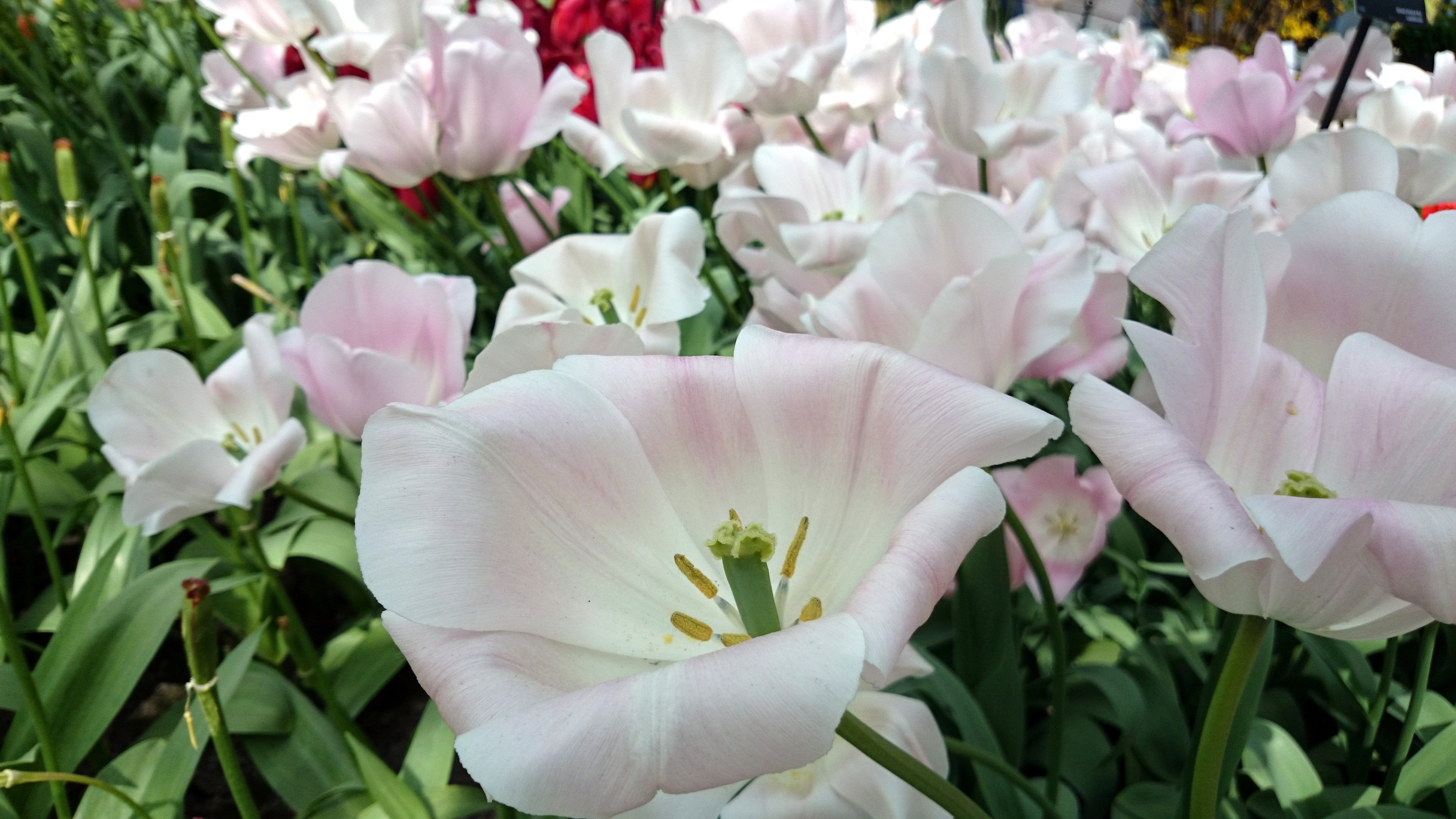 Keukenhof Flower Gardens : Lisse – Netherlands | Visions of Travel