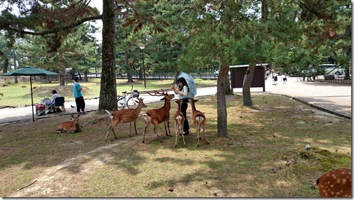 Deer Nara Park Japan (7)