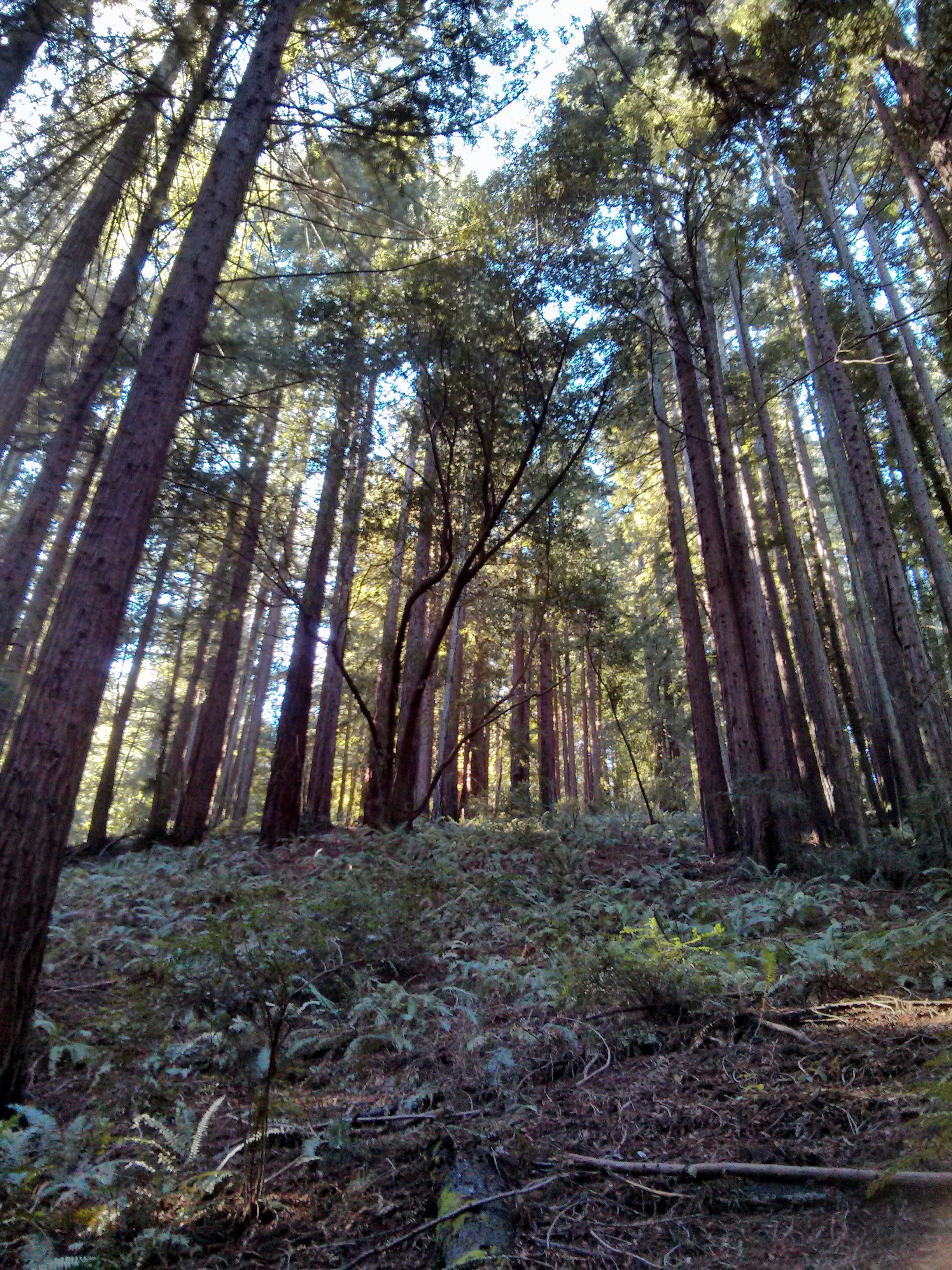 park oakland redwood regional park oakland california visions of travel park oakland redwood regional park oakland california visions of travel