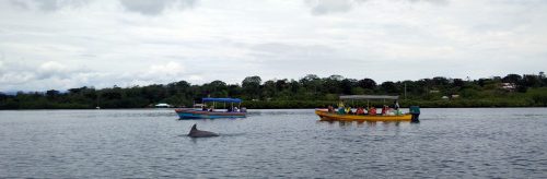 bocas-del-toro-dolphin-tour-panama-012