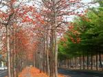 Tainan Autumn-11.jpg