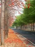 Tainan Autumn-4.jpg