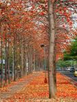 Tainan Autumn-5.jpg