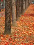 Tainan Autumn-6.jpg