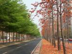 Tainan Autumn-9.jpg