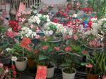 Tainan Flower Market-5.JPG