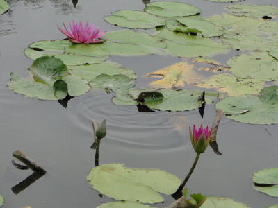 Baihe Lotus Flowers-53.JPG