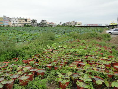 Baihe Lotus Flowers-56.JPG