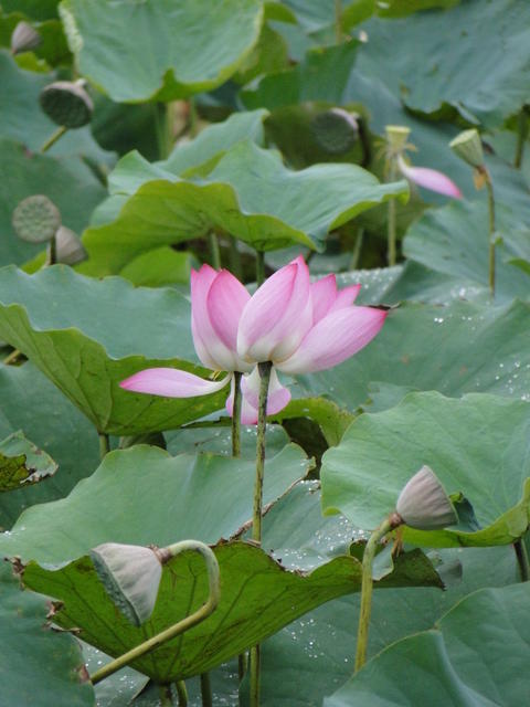Baihe Lotus Flowers-65.JPG