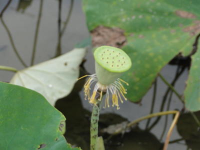 Baihe Lotus Flowers-68.JPG