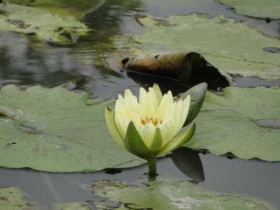 Baihe Lotus Flowers-77.JPG