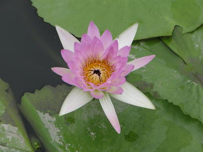 Baihe Lotus Flowers-79.JPG