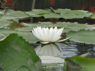 Baihe Lotus Flowers-81.JPG