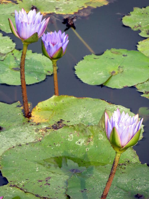 HK Wetland Park 037.JPG