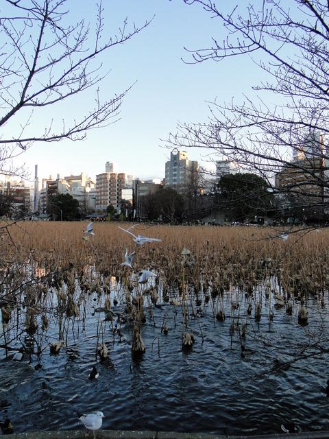 Ueno Park (1).JPG