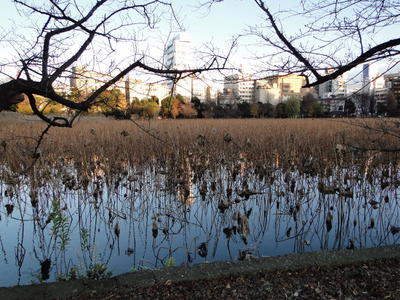 Ueno Park (36).JPG
