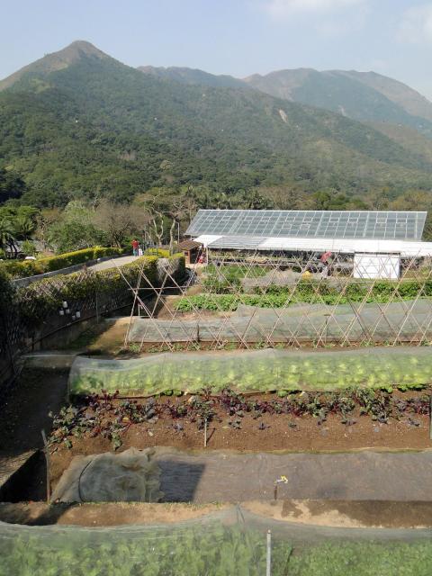 Kadoori Farm HK-19.JPG