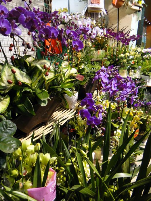 Flower market - Kowloon (10).JPG