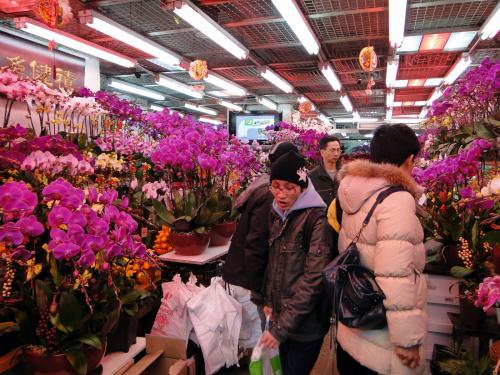 Flower market - Kowloon (17).JPG