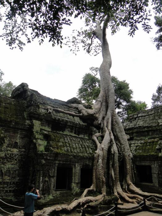 Ta Prohm Temple - Old Brahama - Tomb Raider (33).JPG