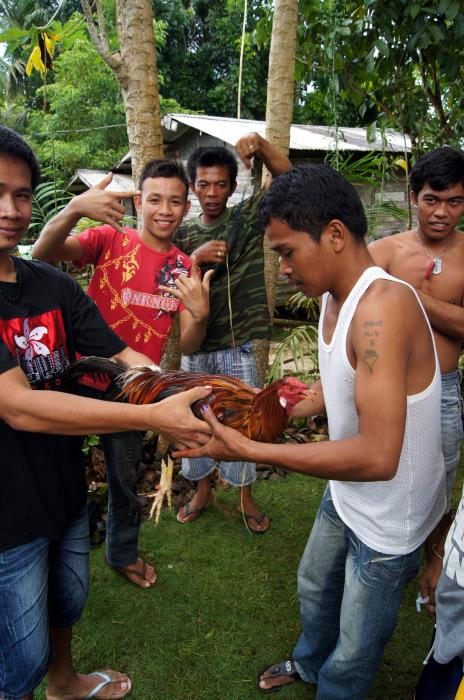 Siquijor Cock Fighting (25).JPG