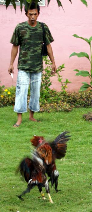 Siquijor Cock Fighting (2).JPG