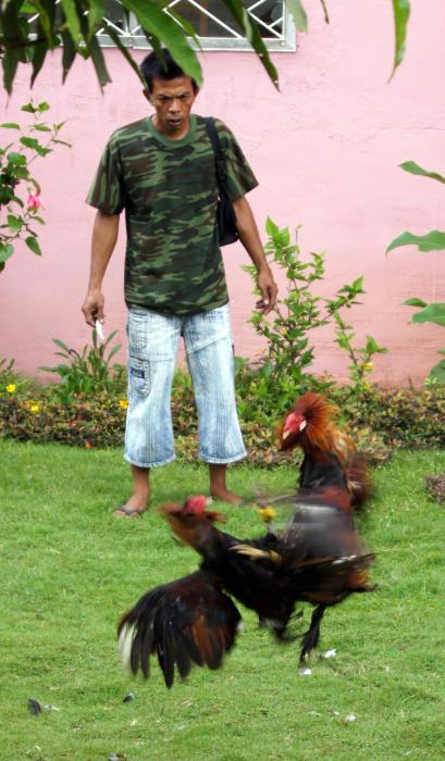 Siquijor Cock Fighting (5).JPG