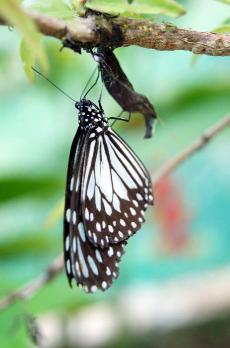 Siquijor - Butterfly Sanctuary (15).JPG