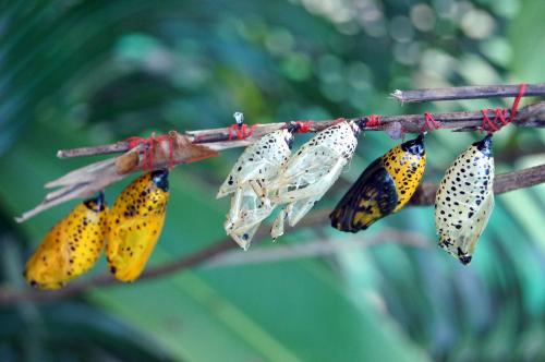 Siquijor - Butterfly Sanctuary (18).JPG