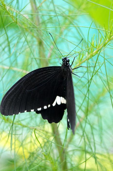 Siquijor - Butterfly Sanctuary (23).JPG