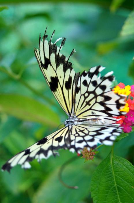 Siquijor - Butterfly Sanctuary (27).JPG