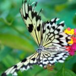 Siquijor : Butterfly Sanctuary