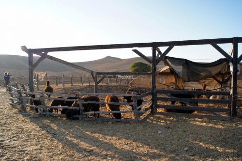 Ramon Crater - Alpaca farm (34).JPG