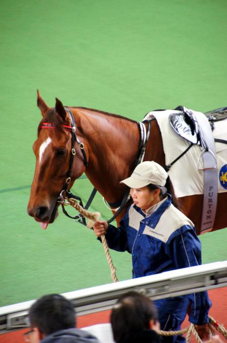 Horse Racing - Sha Tin (80).JPG
