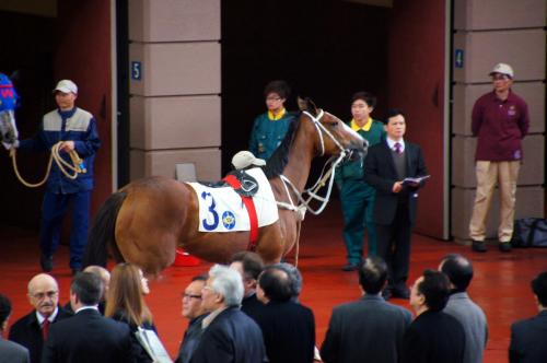 Horse Racing - Sha Tin (89).JPG