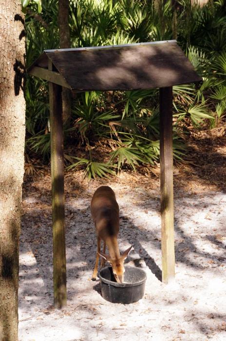 Tallahassee Museum (34).JPG