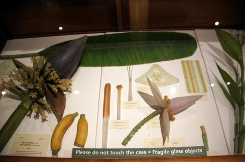 Harvard Museum of Natural History (3).JPG