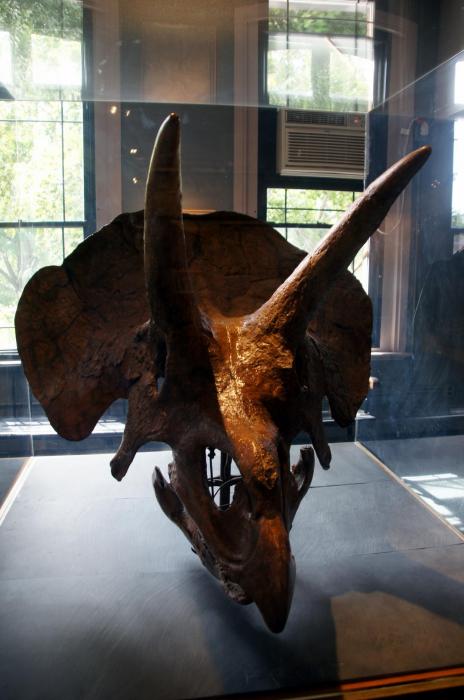 Harvard Museum of Natural History (43).JPG